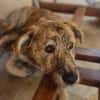 🤎🐾🧸 Pino sucht sein Zuhause