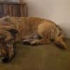 🤎🐾🧸 Pino sucht sein Zuhause