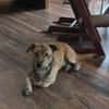 🤎🐾🧸 Pino sucht sein Zuhause