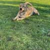 🤎🐾🧸 Pino sucht sein Zuhause