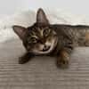 Sozialer Kater PEPPINO sucht Zuhause
