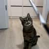 Sozialer Kater PEPPINO sucht Zuhause