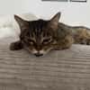 Sozialer Kater PEPPINO sucht Zuhause
