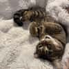 Sozialer Kater PEPPINO sucht Zuhause