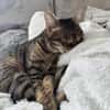 Sozialer Kater PEPPINO sucht Zuhause