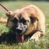 Vanda Herzenshund sucht Faamilie