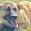 Vanda Herzenshund sucht Faamilie