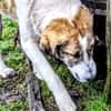 Hana sucht ihre Menschen 🐾