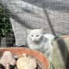 Kalliope aus dem Tierschutz