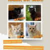 Matheo, Levi, Nemo, Oralie