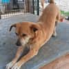Popper, sehr lieb, freundlich, ruhig