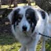 Mischa su. Zuhause mit viel Platz