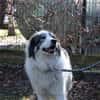Mischa su. Zuhause mit viel Platz