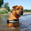 Tyson, su. Paten