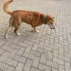 Senior Alfi sucht Seniorenplatz