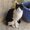 Verspielte kleine Katze Ibi