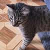 Verspielter Kater Ausias