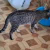 Verspielter Kater Ausias