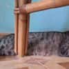 Verspielter Kater Ausias