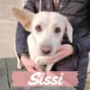 Sissy sucht in Sachsen ein Zuhause!