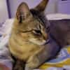Pachi Verschmuster Tiger sucht Familie