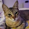 Pachi Verschmuster Tiger sucht Familie