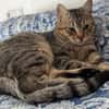 Pachi Verschmuster Tiger sucht Familie