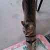 Pachi Verschmuster Tiger sucht Familie