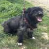 Dodi sucht ein liebevolles Zuhause