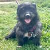 Dodi sucht ein liebevolles Zuhause