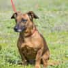 Csusza, eine selbstbewusste Hundedame