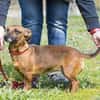 Csusza, eine selbstbewusste Hundedame