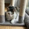 Jonny Stattlicher Kater sucht  Familie