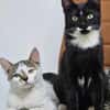 Holly & Jimmy Freundliches Katzenpärchen
