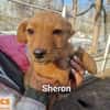 Sheron auf Pflegestelle 91058 Erlangen