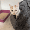 LADY A17406