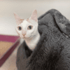 LADY A17406