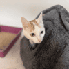 LADY A17406