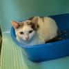 Miminou