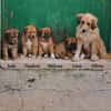 Olivia et ses chiots