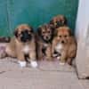 Olivia et ses chiots