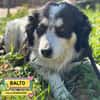 BALTO