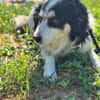 BALTO