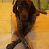 KIARA la belle setter chocolat