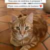 Pépin