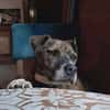 Sanson