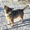 Bobby, der Liebe
