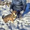 Bobby, der Liebe
