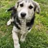 Witziger kleiner Rudi sucht Familie