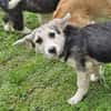 Witziger kleiner Rudi sucht Familie